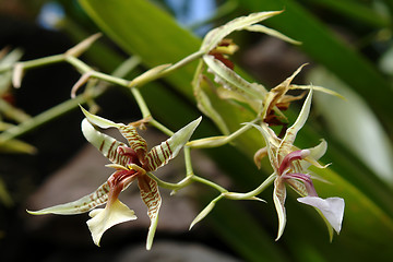Image showing the amazonian orchid