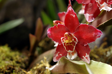 Image showing the amazonian orchid