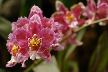 Image showing the amazonian orchid