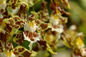 Image showing the amazonian orchid
