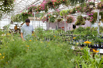 Image showing Man walking through the greenhouse