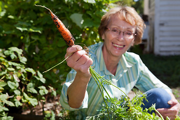 Image showing Senior woman holding carrot