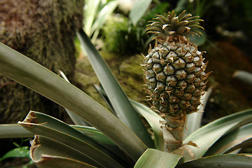 Image showing the pineapple