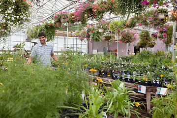 Image showing Man at garden centre