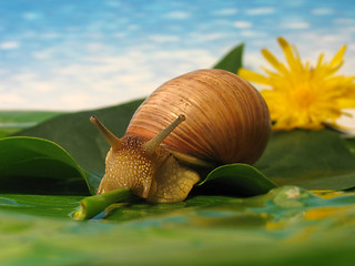 Image showing snail on a leaf