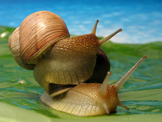 Image showing snail climb up another