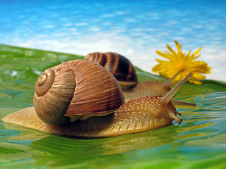 Image showing two snails