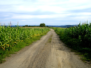 Image showing corn 4