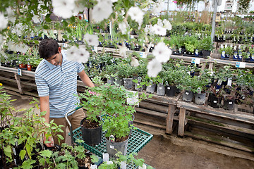 Image showing Man Shopping for Plants in Garden Center