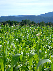 Image showing corn 3