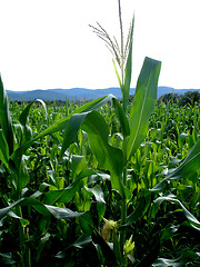 Image showing corn 2