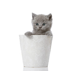 Image showing british short hair kitten 