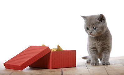 Image showing kitten and gift box