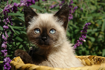 Image showing the siamese kitten siting in basket