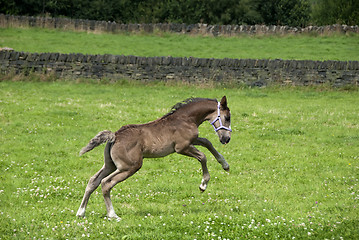 Image showing Prancing Foal