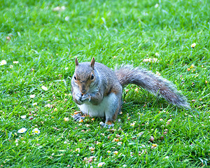 Image showing Grey Squirrel