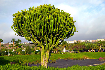 Image showing Euphorbia Cactus