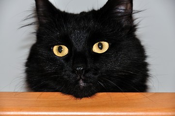 Image showing beautiful black cat