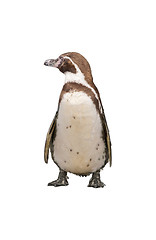 Image showing Magellanic Penguin