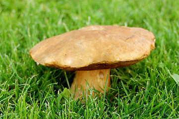 Image showing mushroom in the grass