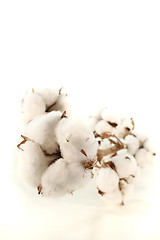 Image showing Cotton