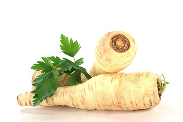 Image showing fresh Parsley root