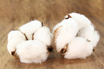 Image showing Cotton