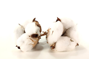 Image showing Cotton