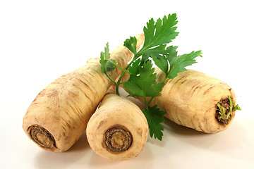 Image showing Parsley root with smooth parsley