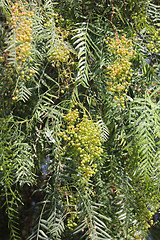 Image showing young red pepper on the tree