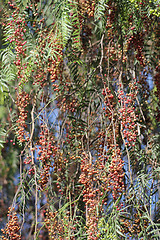 Image showing red pepper on the tree