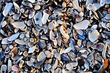 Image showing many seashells
