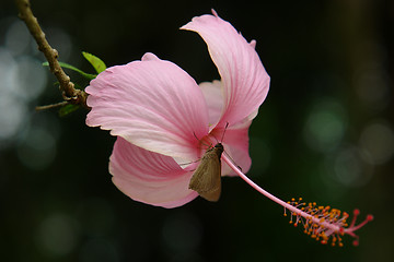 Image showing the ecuadorian butterfly on the flower