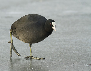 Image showing Common Coot on the ice.