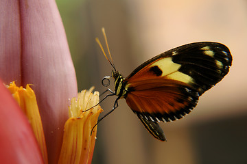 Image showing the ecuadorian butterfly sitting on the banana flower