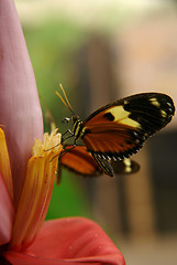 Image showing the ecuadorian butterfly sitting on the banana flower