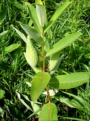 Image showing green plant 4