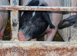 Image showing Pig breeding