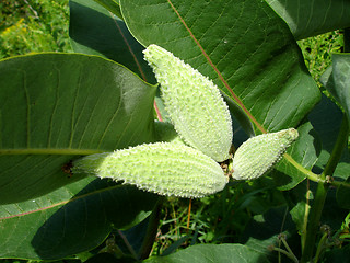 Image showing green plant