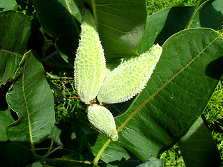 Image showing green plant 2