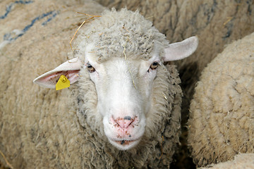 Image showing Sheep head
