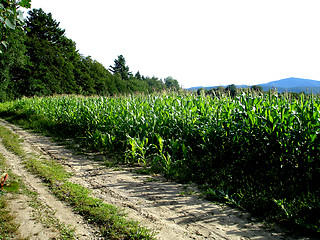 Image showing corn