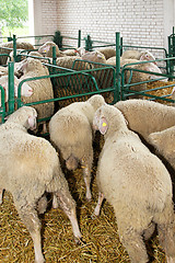 Image showing Sheep in pen