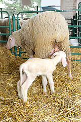 Image showing Lamb and sheep