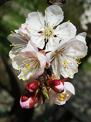 Image showing Apricot flowers