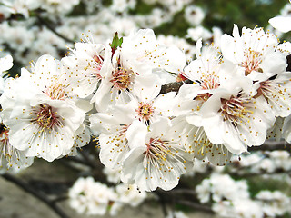Image showing Apricot flowers