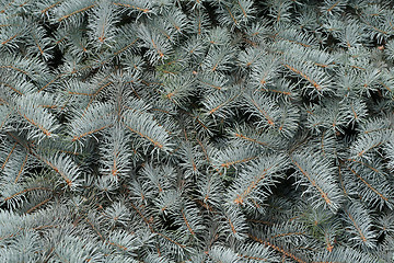 Image showing Branches of a silvery fur-tree