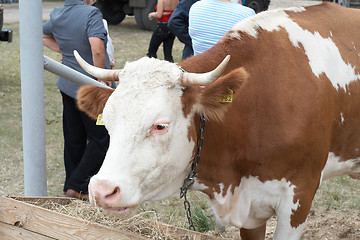 Image showing The cow eating hay from the feeder. Close up.