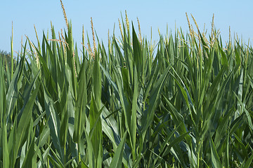 Image showing Corn in the field