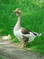 Image showing Goose and gosling